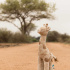 Little Dutch Gosedjur Giraff Safari Friends i gruppen Leksaker / Gosedjur och snuttefiltar / Gosedjur hos Bonti (LD8354)