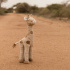 Little Dutch Gosedjur Giraff Safari Friends i gruppen Leksaker / Gosedjur och snuttefiltar / Gosedjur hos Bonti (LD8354)